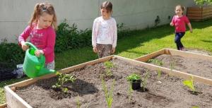 Prispevek-Lokalno kroženje hranil-Ekološki vrtovi_Zalivanje gredic